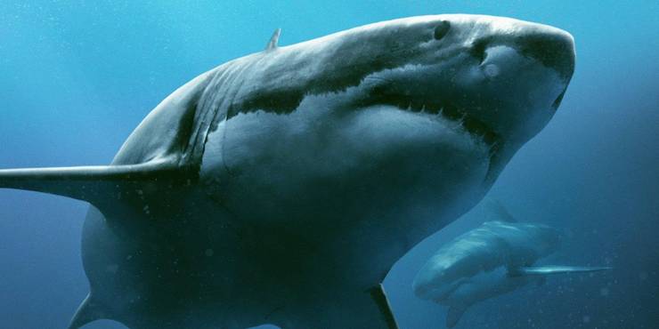 47 Meters Down Trailer Mandy Moore Vs Great White Shark