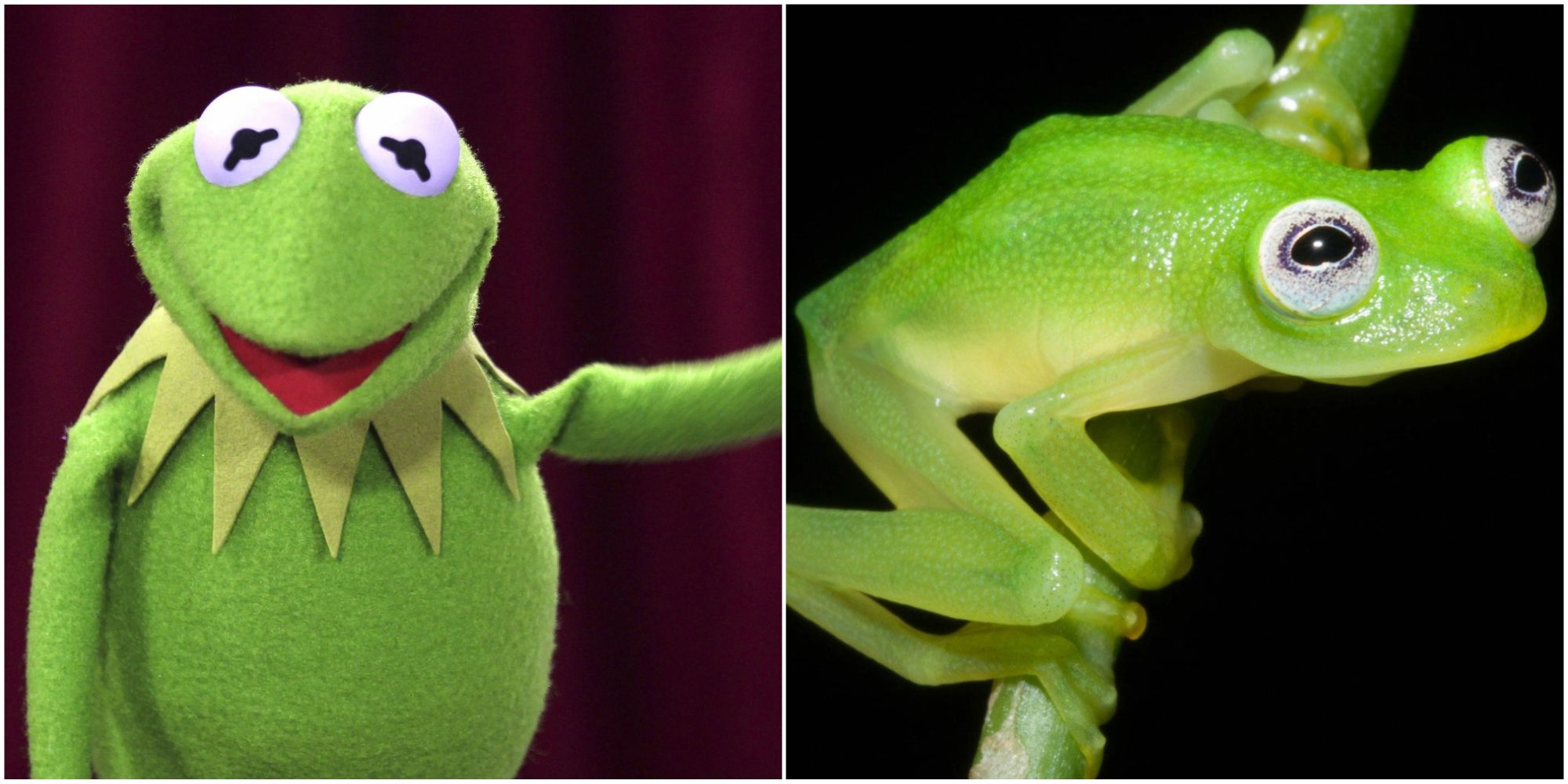 6 Hyalinobatrachium dianae AKA "The Kermit Frog" .