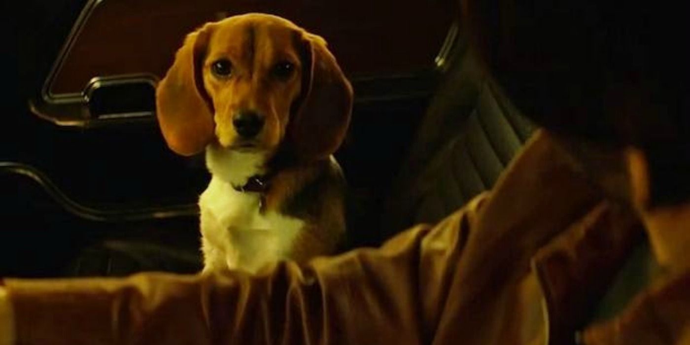 dog in john wick 2 movie