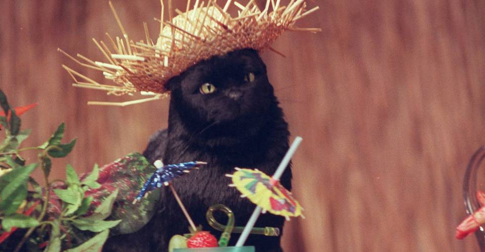 Chilling Adventures Of Sabrina Tv Show Introduces Salem