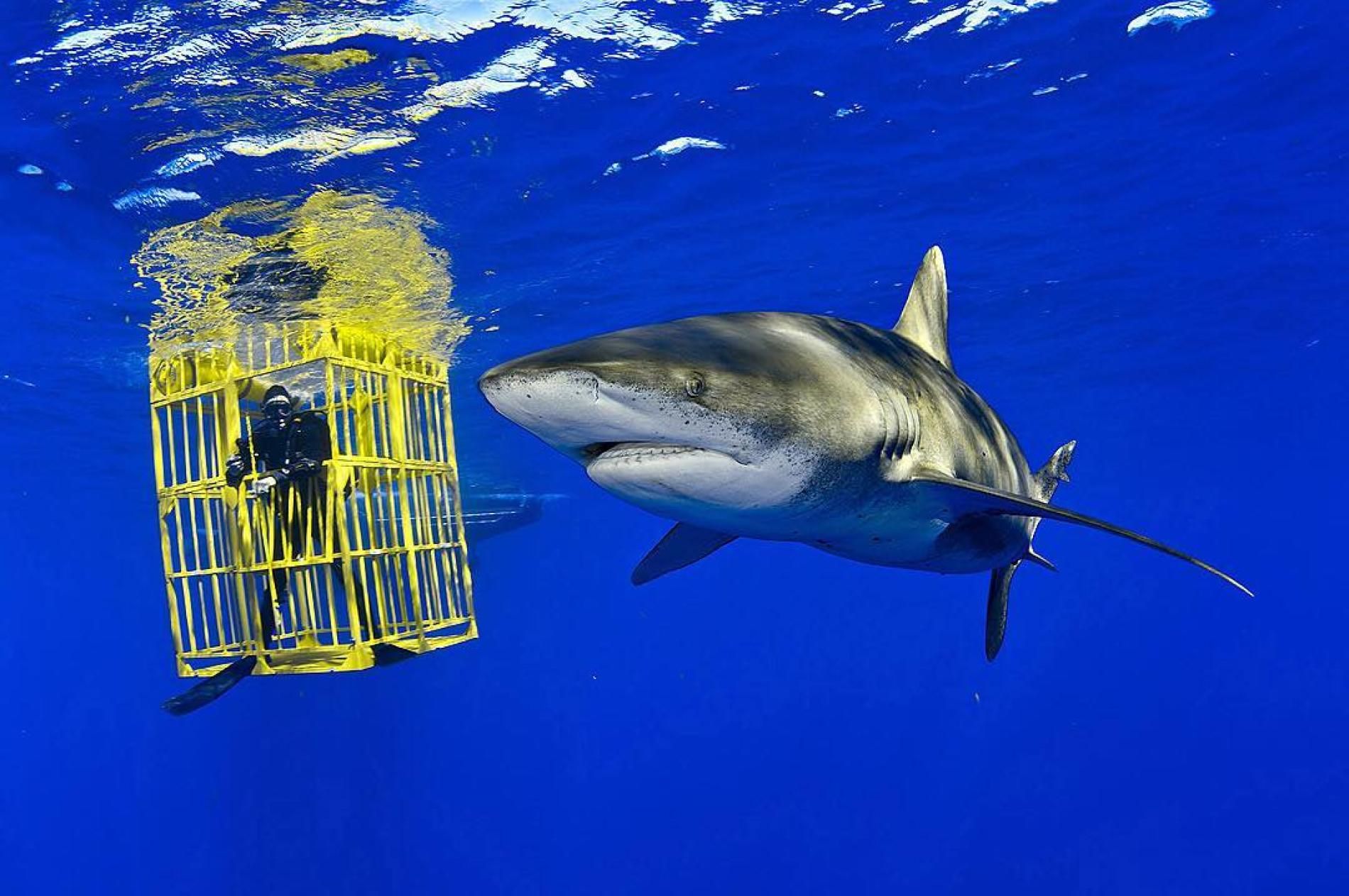 20 BehindTheScenes Details About Discoverys Shark Week