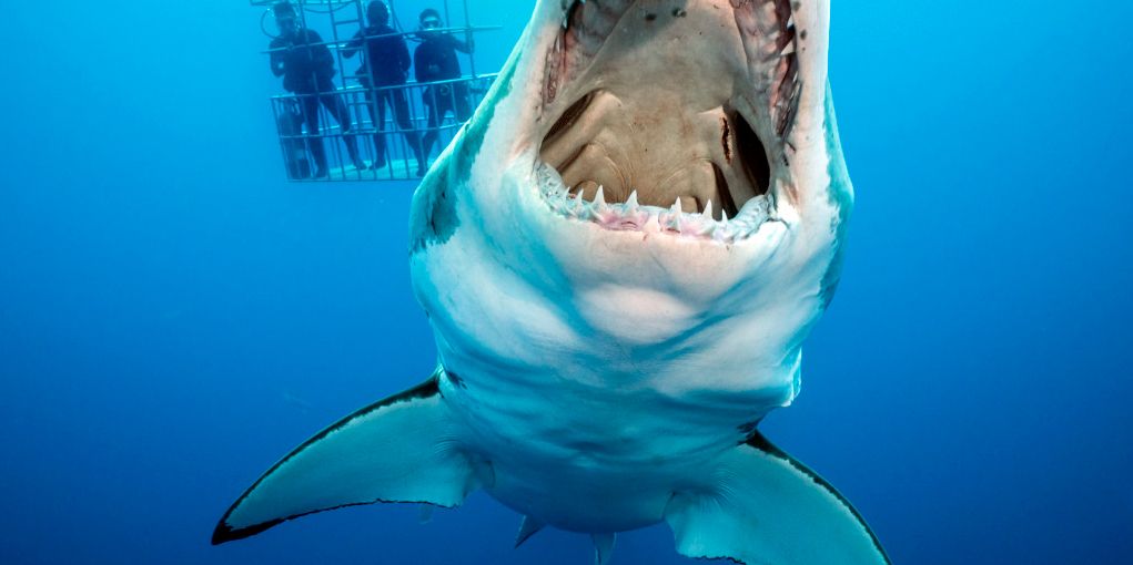 20 BehindTheScenes Details About Discoverys Shark Week