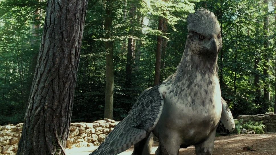Harry Potter 10 Times Magical Creatures Faced Animal Cruelty