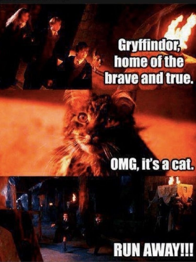 Harry Potter 10 Hilarious Gryffindor Logic Memes That Are Too Funny