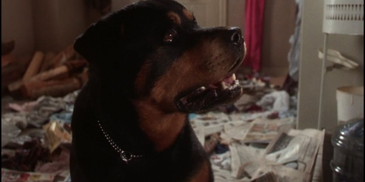 Christmas Vacation 5 Times Animals Were The Worst 5 Times Humans Were