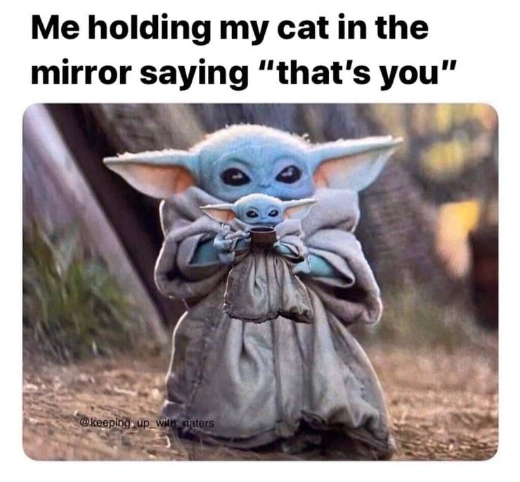 10 Hilarous Baby Yoda Memes About Pets We Can All Relate To
