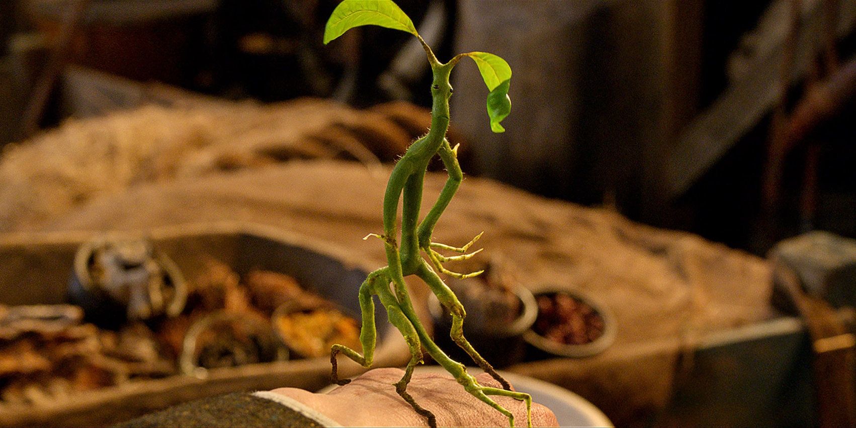 bowtruckle Cropped