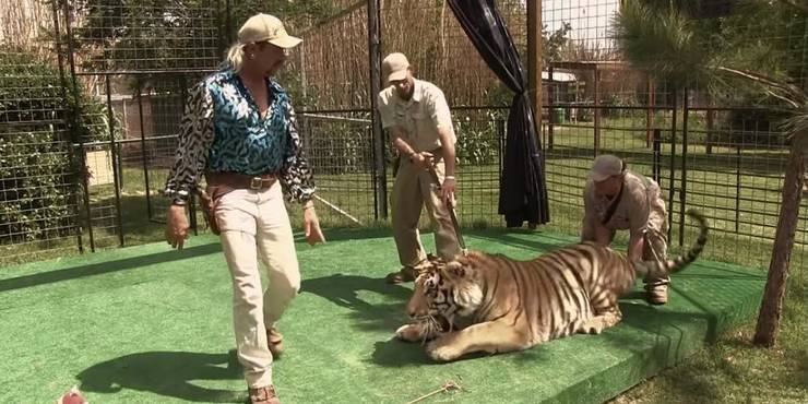 Download Sprueche tigre For iPhone Free Sprueche Tigre