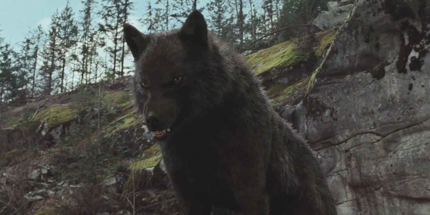 Twilight 10 Things About Werewolves That Make No Sense