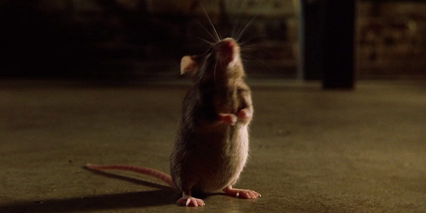 10 Animals Actors Who Deserved Oscar Nominations