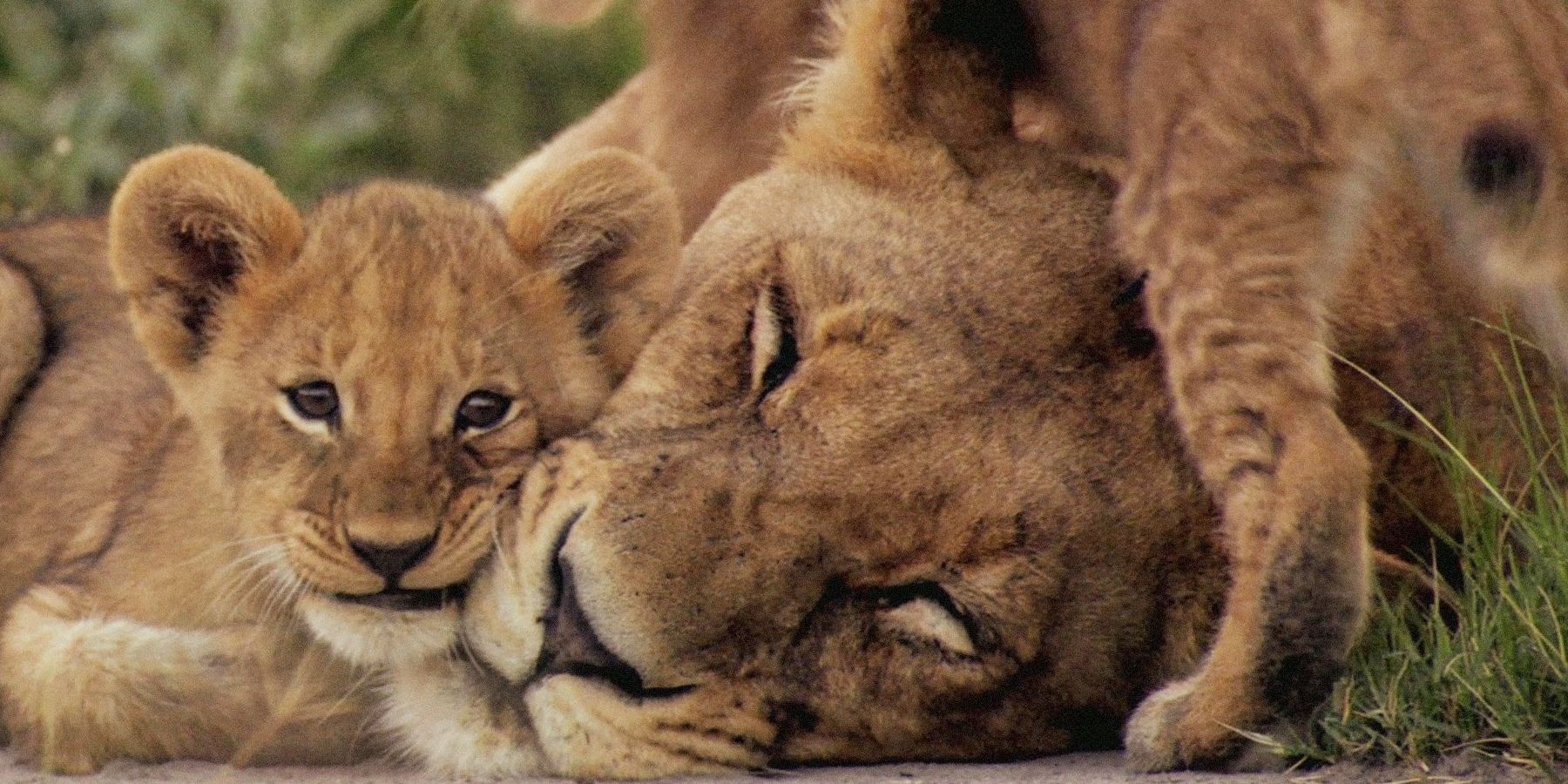 10 Best Documentaries About Animals Ranked By IMDb Score