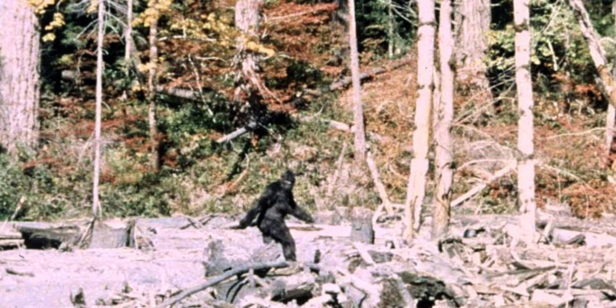 снежный человек 1967. паттерсон снежный человек. снежного человека в фильме паттерсона гимлина. снежный человек 1967. фильм паттерсона снежный человек.