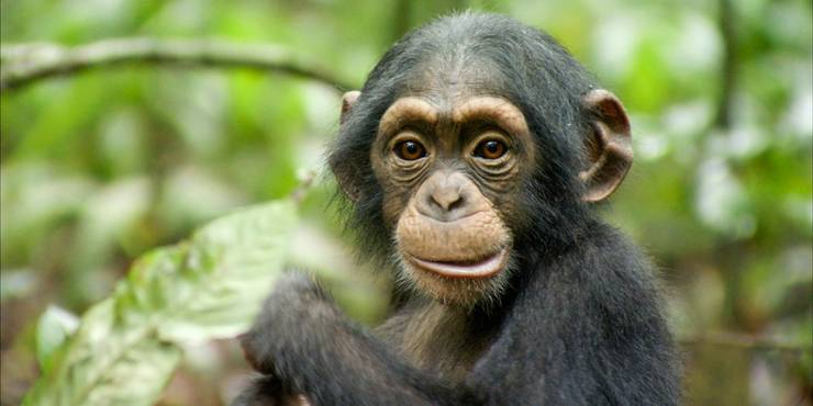 Chimpanzee