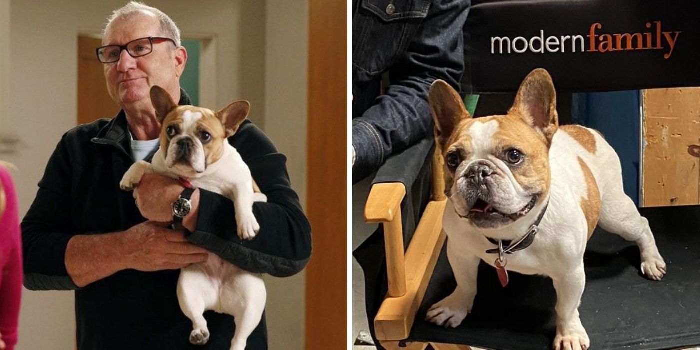 Modern Family 10 Times Jay Loved Stella More Than Gloria