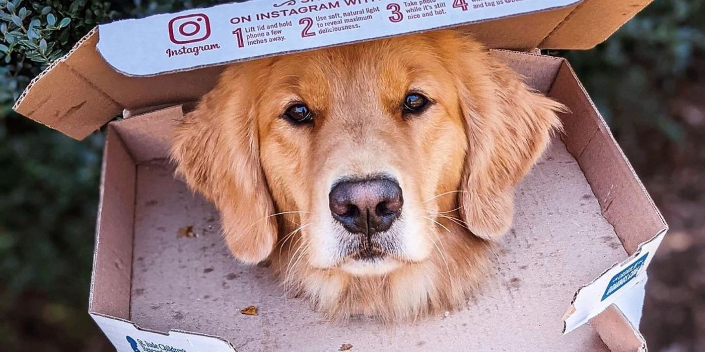 Hawkeye’s Lucky The Pizza Dog Poses With Actual Pizza Box