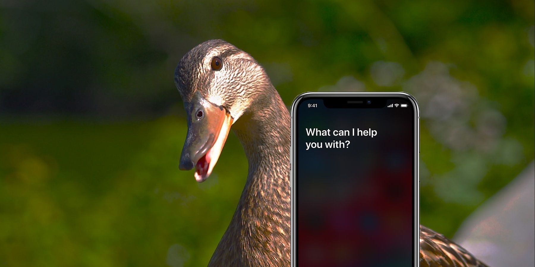 ios-14-3-how-to-make-siri-quack-like-a-duck-screen-rant