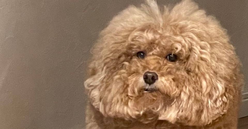 Among Us Impostor Dog Looks Just Like A Crewmate Screen Rant Among Us Impostor Dog Looks Just Like A Crewmate Screen Rant