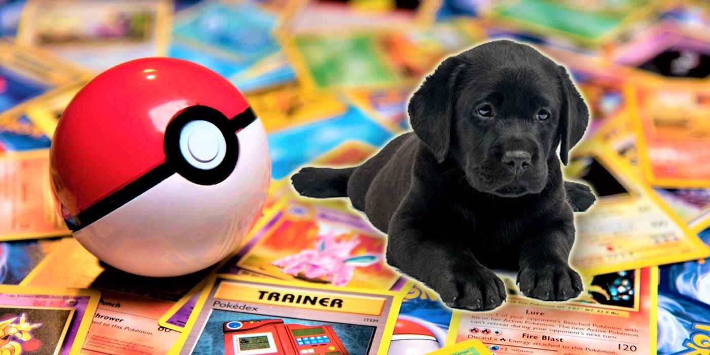 Pokémon Company Sends Rare Cards To Boy Who Sold Collection For Puppy