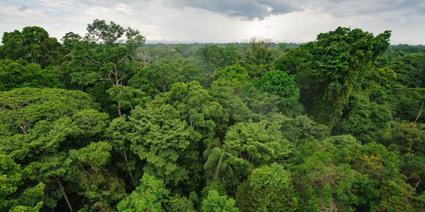 Facebook Outlines Plan To Stop Marketplace Amazon Rainforest Land Sales